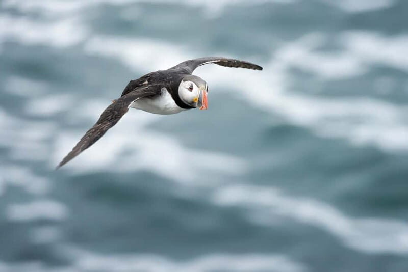 Lofoten: Sea Safari & Sightseeing Adventure by RIB - Who Will Love This Tour?