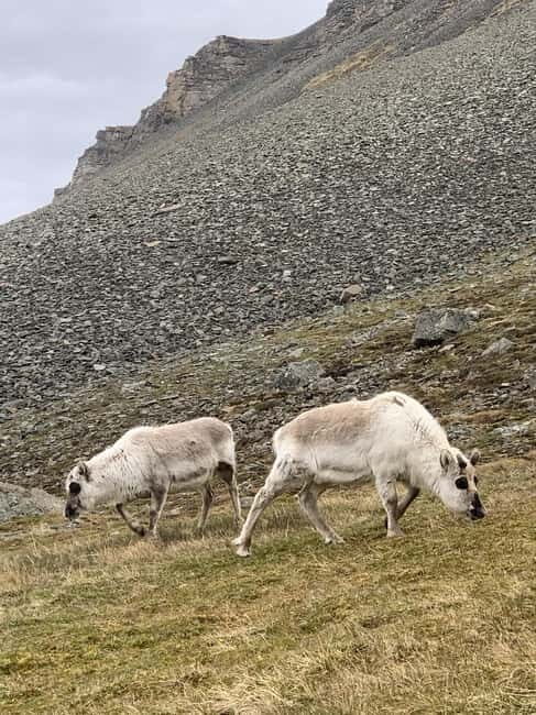 Longyearbyen: Panorama view hike - Platåfjellet Guided Hike - The Value of the Tour