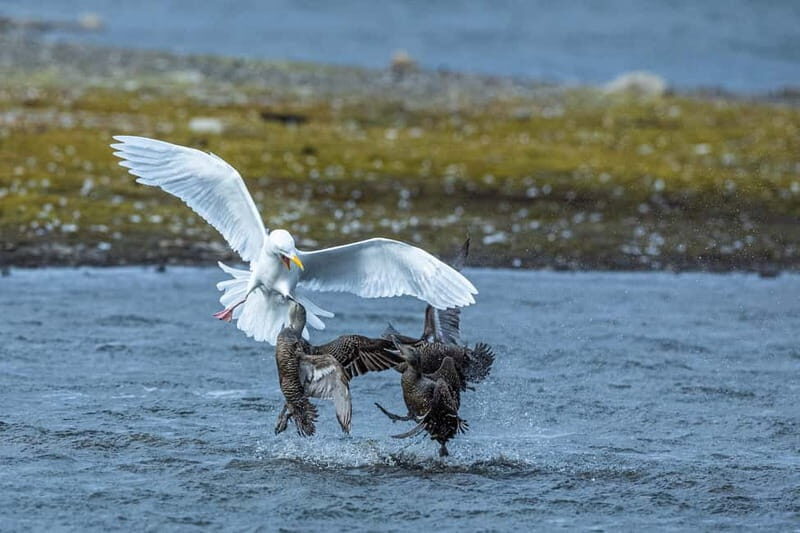 Longyearbyen: Wildlife Safari & Hiking Photography Tour - Who Will Love This Tour?
