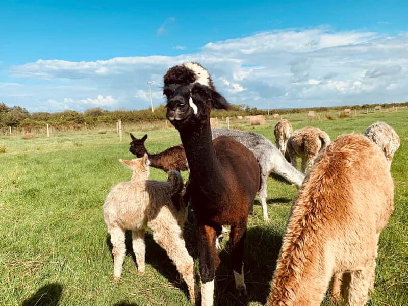 Loop Head: Alpaca Experience with Walk and Wool Spinning - An In-Depth Look at the Alpaca Experience