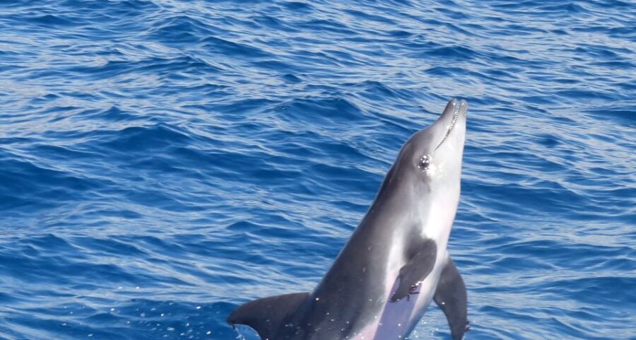 Los Cristianos: Respectful No-Chase Whale and Dolphin Cruise - What to Expect During the Tour