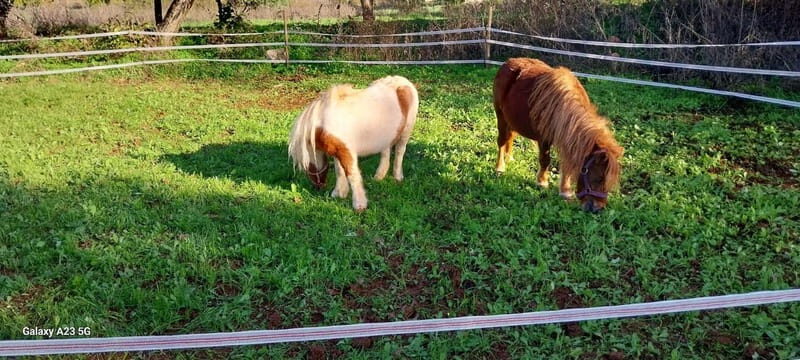 Loulé: Guided Horse Riding in the Hills of Tor - What to Expect at Monte Da Ribeira