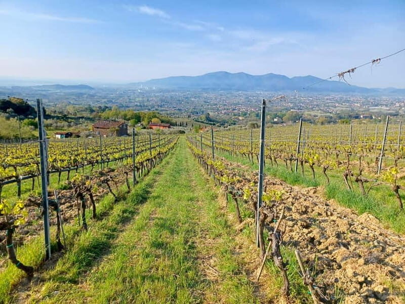 Lucca: Azienda Agricola San Pietro Winery Tour with Tasting - Who Should Consider This Tour?