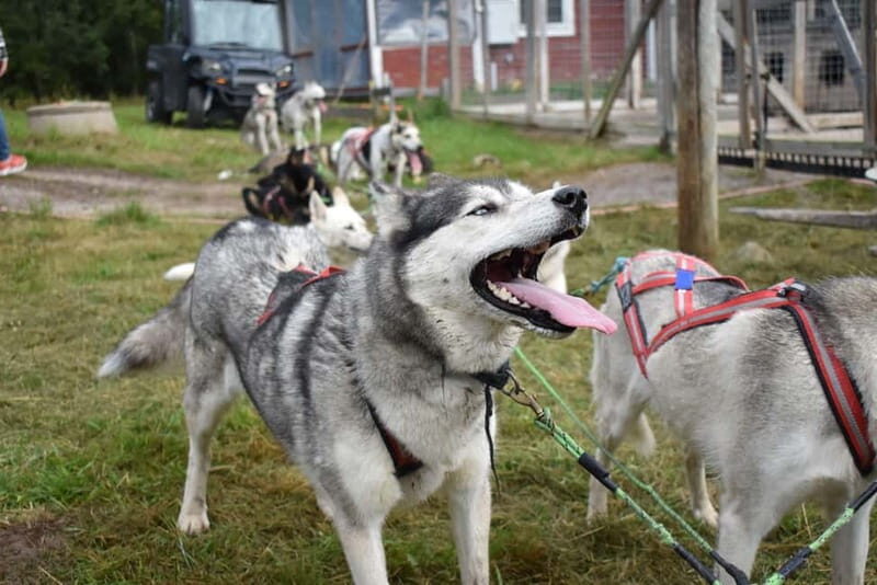 Luleå: Training Husky Team - FAQs