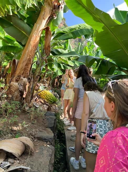 Madeira: Banana Plantation Guided Tour with Tasting - What’s Included and What to Expect  