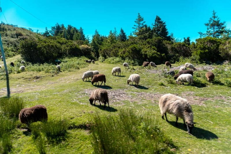 Madeira: Santana Jeep Safari and Balções Levada Walk - What the Tour Includes and What to Prepare for
