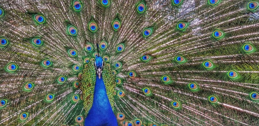 Madrid: Retiro Park Guided Tour with a Photographer - The Itinerary – A Closer Look