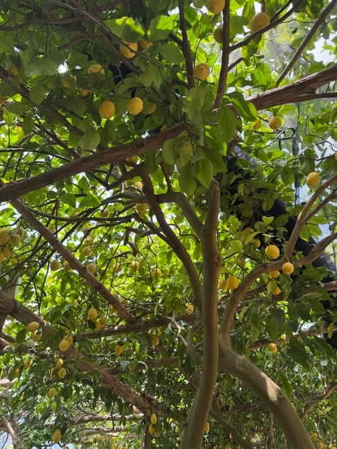 Maiori: Hiking Tour to A Lemon Farm with Lemon Tastings - Why This Tour Offers Great Value