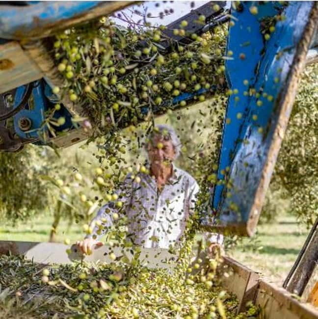 Mallorca: Bodega & Olives Minibustour with wine/oil tasting - Who Will Love This Tour?
