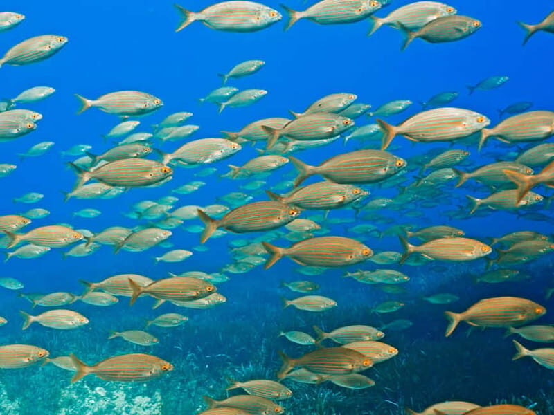 Mallorca: Snorkeling tour with instructor from a boat in a hidden bay - The Itinerary Breakdown