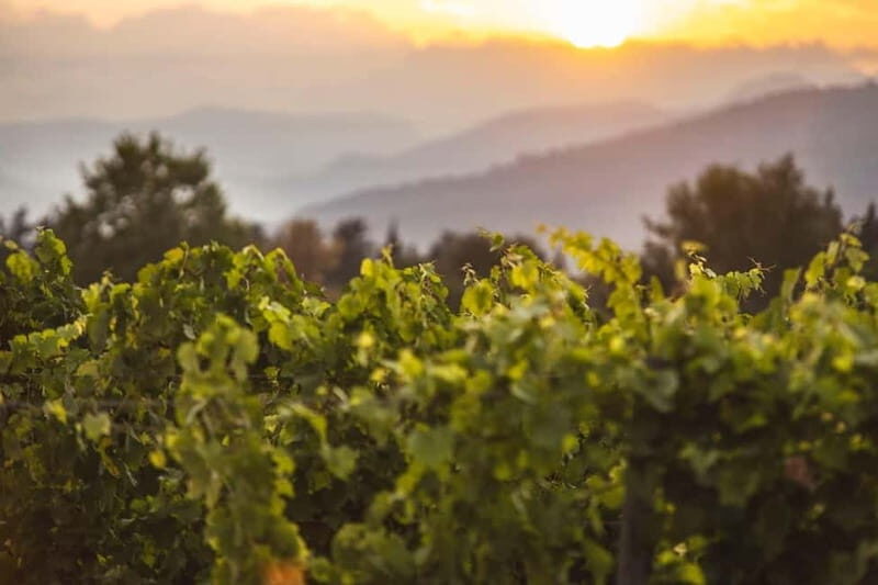 Mallorca: Sunset Wine Tasting Minibus Bodega Tour - The Itinerary: From Pickup to Sunset