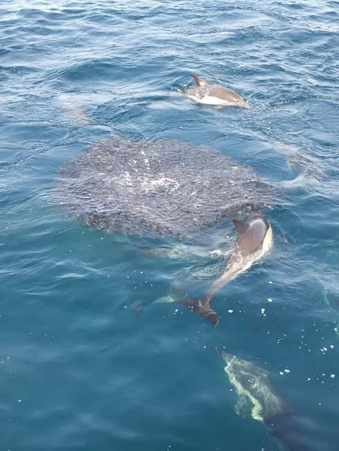 Marbella: Puerto Banús Boat Rental without License Needed - Authentic Views and Real Experiences