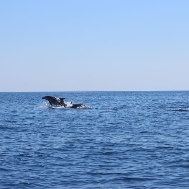Marsaskala: Dolphin Watching Boat Tour - The Pros and Cons: Is It Worth It?  