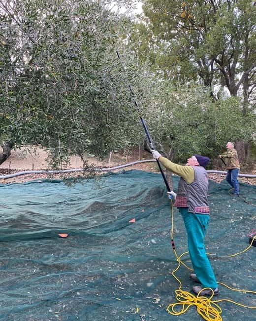 Matera: Olive harvest with brunch and visit to the mill - Practical Details and What to Expect