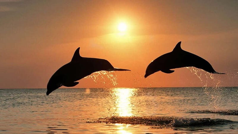 Meet the Dolphins  Escursione in Gommone - RIB Excursion - Authentic Feedback from Travelers