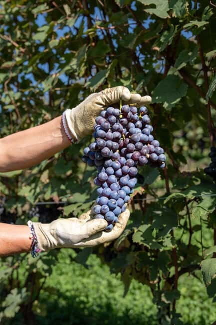 Monforte d'Alba: 7 glasses of Langhe with visit to Winery and Vineyards - The Value of This Tour