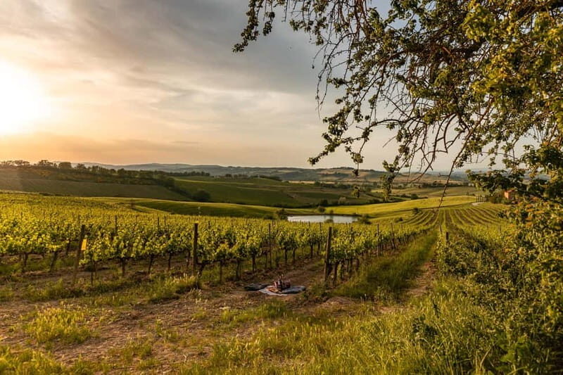 Montalcino: Vineyard Picnic with Rosso di Montalcino Wine - Who Will Love This Tour?