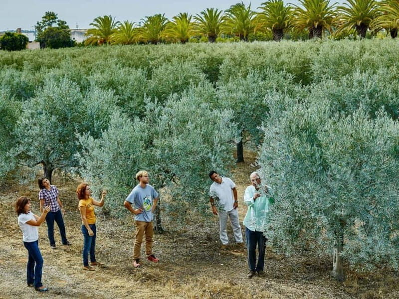 Monterosa Olive Grove: Visit to the Mill & Olive Oil Tasting - Why We Think You’ll Love This Tour