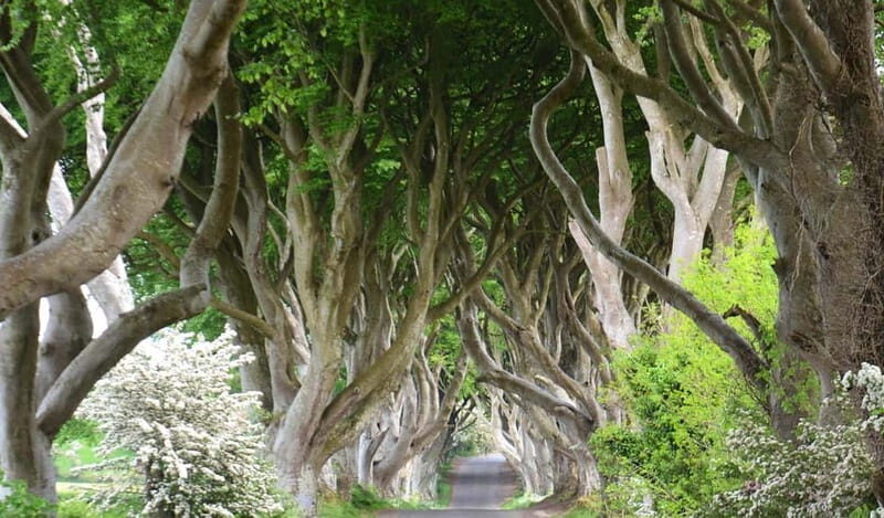 Morning Giants Causeway Half Day Tour from Belfast - What To Expect and What It Means for You