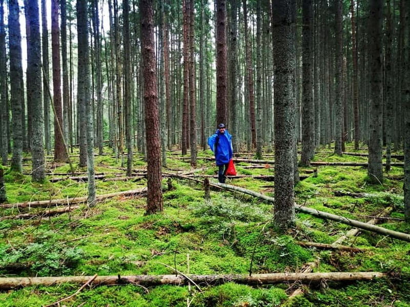 Mushroom picking in the forests near Riga - The Forest Setting and the Itinerary
