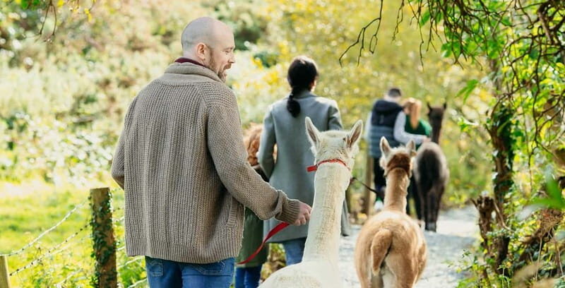 N. Ireland: Award Winning Guided Scenic Alpaca Trekking - A Closer Look at the Experience