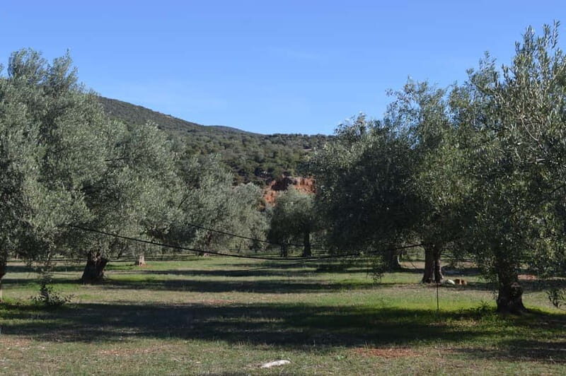Nafplio: Olive Oil Estate Tour and Tasting - The Itinerary in Detail