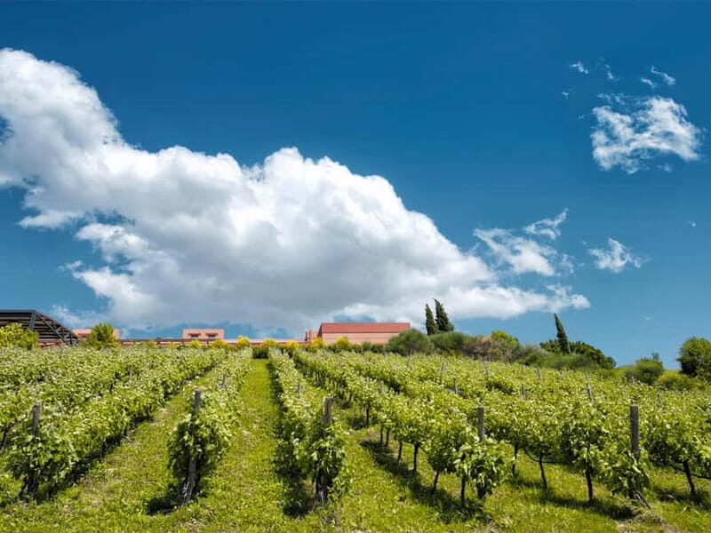 Nemea: Wine Tasting Tour with Local Dishes - Evaluating the Value