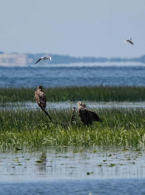 Nida: Bird-Watching Adventure in Nemunas Delta - An In-Depth Look at the Tour Experience