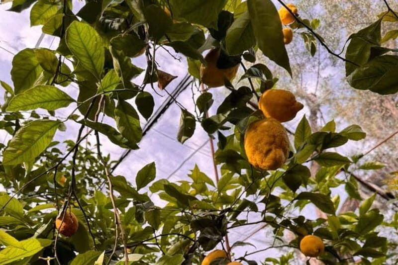 Nonna Concettina Sorrento lemon tour Lemon Tour - Tasting and Indulging in Local Flavors  