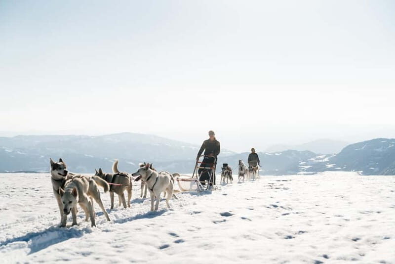 Norway: Half Day Dog Sledding on the Folgefonna Glacier - Practical Details and Value