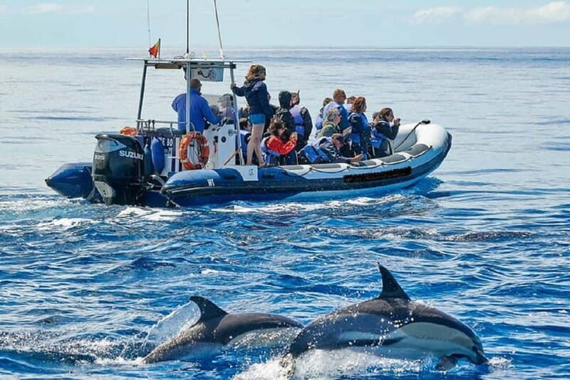 Observation of whales and dolphins in island Pico - Who Should Consider This Tour