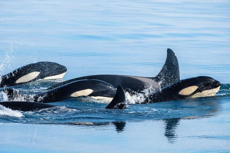 Ólafsvík: Whale Watching Tour - Value and Practicalities