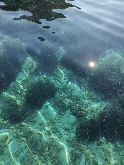Olbia: Dolphin watching and snorkeling tour on Figarolo Island - Itinerary Breakdown