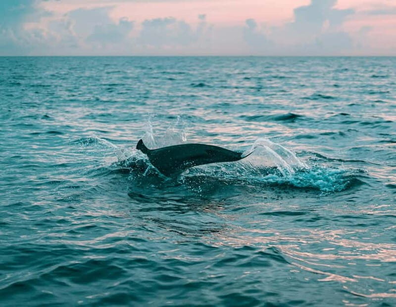 Olbia: Dolphin Watching & Snorkeling Boat Trip - Who Is This Tour Best For?
