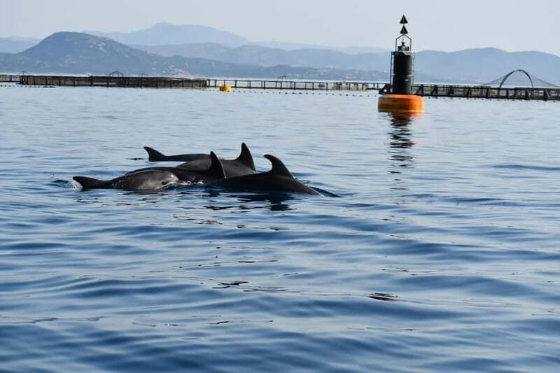 Olbia: : ecological boat trip for dolphin spotting - The Itinerary in Detail