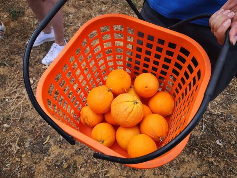 Olhao: Visit to an orange grove, and Silves, orange capital - Why This Tour Stands Out