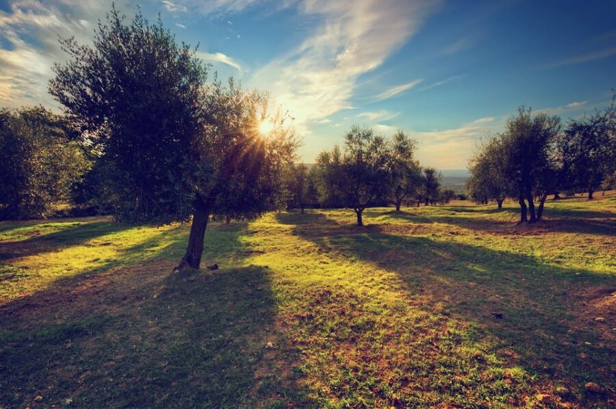 Olive Oil Tasting & Olive Grove Jeep Tour in San Gimignano - Who Should Consider This Tour?
