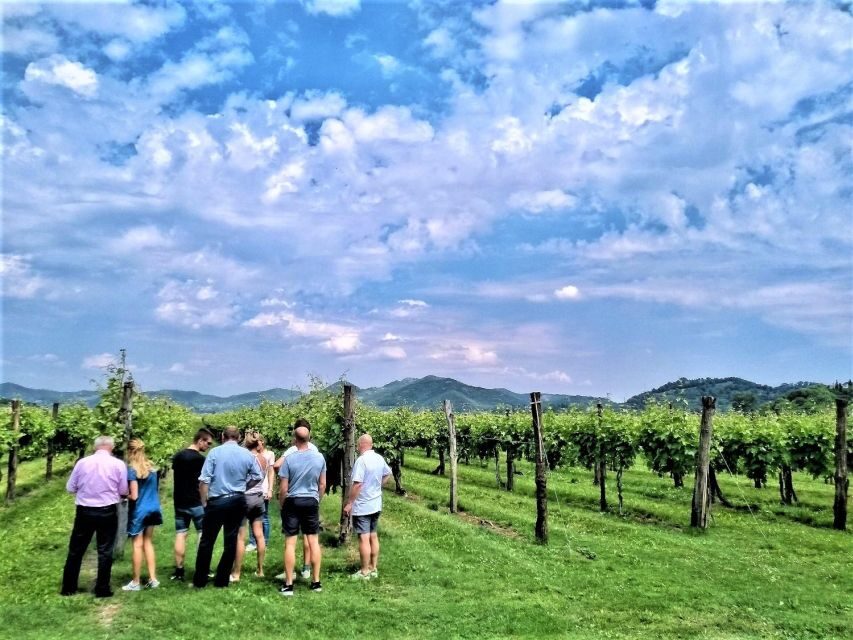 Olive Oil & Wine in the Euganean Hills From Terme - What to Expect at Each Stop