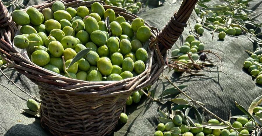 Oristano: visit a farm with oil tasting - Why This Tour Offers Real Value