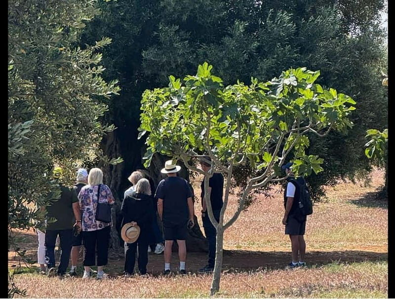 Ostuni: Farm tour among thousand-year-old olive trees with oil tasting - Who Will Appreciate This Tour?