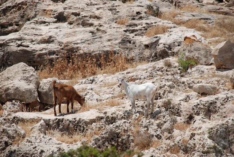 Paphos :Akamas Jeep Safari with cruise to the Blue Lagoon - Who Will Love This Tour?