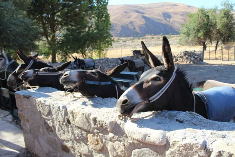 Paphos/Limassol: Donkey Farm Day Trip with Lunch & Tastings - A Closer Look at the Itinerary and What You Can Expect