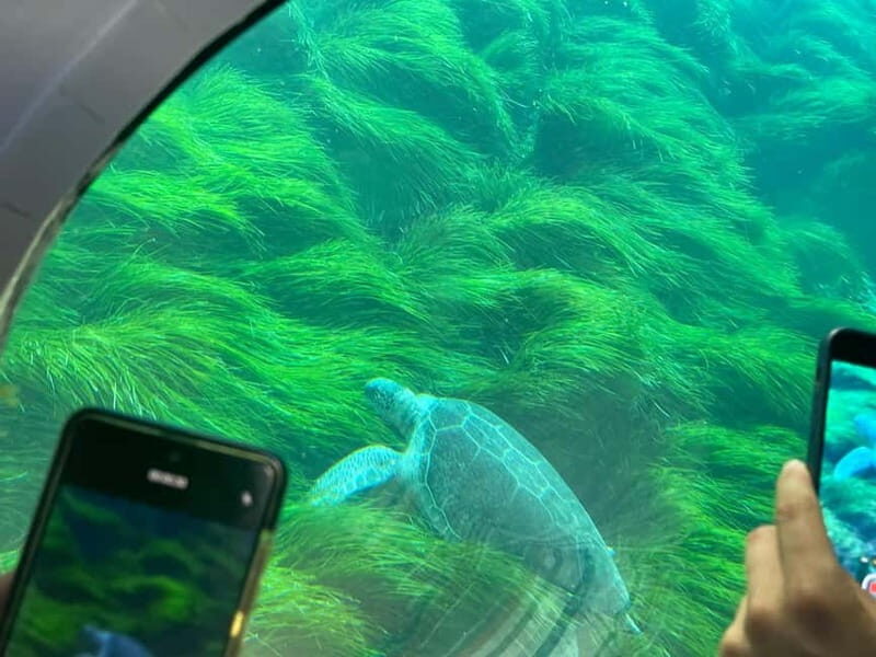 Paphos: Turtle Watching Cruise,Snorkelling Adventure &Sunset - Authentic Experiences from Travelers