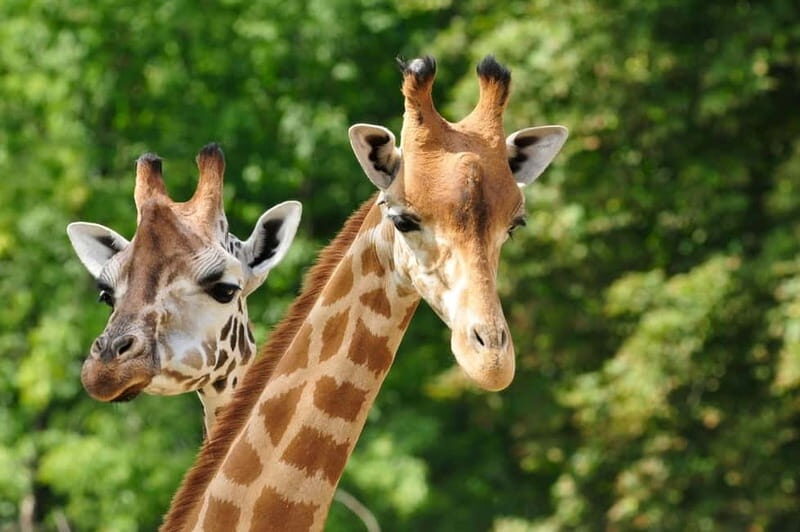 Paphos: Zoo Visit and Blue Lagoon Cruise with Guide & Lunch - How It Fits Into Your Travel Plan