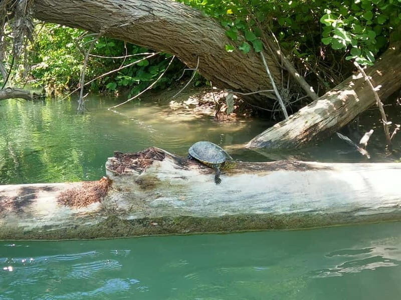 Parga: Kayaking Adventure in the Acheron River 13 km - What You Can Expect During the Tour