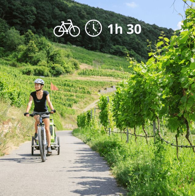 Perugia: Bike Tour and Wine Tasting in the Vineyards - An In-Depth Look at the Experience