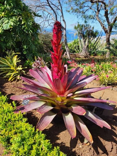 Pico do Arieiro, Santana & more  Full Day Tour With PickUp - Who Will Love This Tour?
