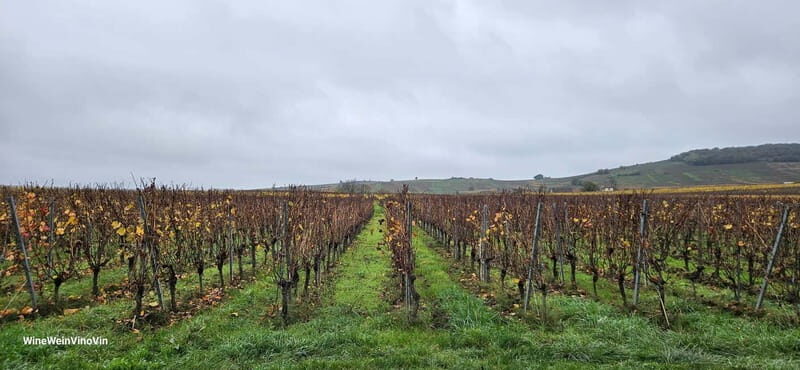 Pinot Noir & Pinot Wine Tour to Baden-Württemberg - What Makes This Tour Stand Out?