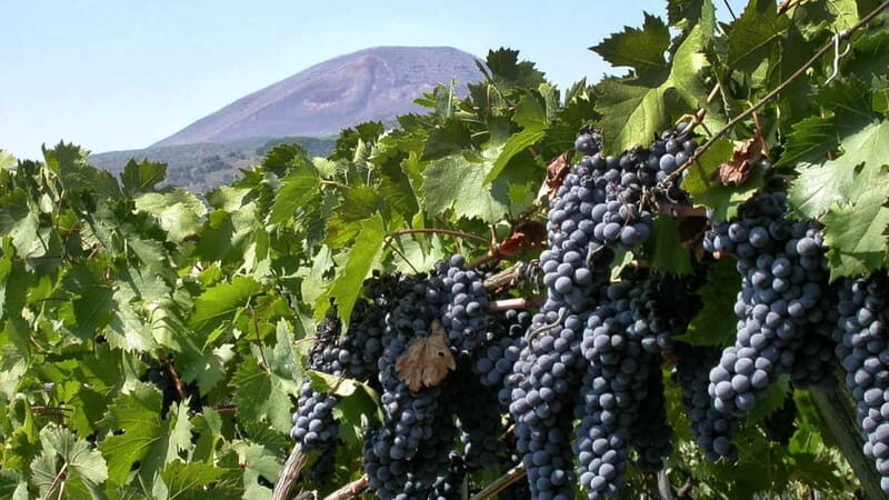 Pompeii: Archeological Tour & Wine Tasting at Mt. Vesuvius - In-Depth: What to Expect from This Pompeii & Vesuvius Experience