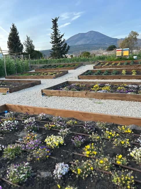 Pompeii: Dinner in a Farm To Table property on Mt. Vesuvius - What To Expect: The Flow of the Experience
